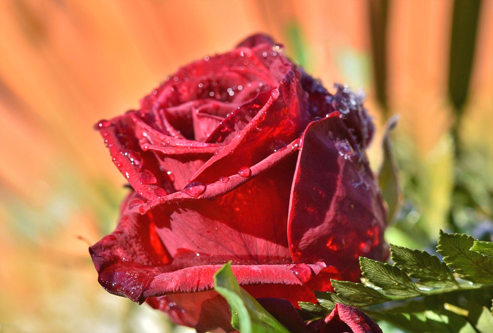 Valkeakosken ammattiopisto, VAAO. Iso punainen ruusu kuvattuna läheltä. Ruusun pinnalla on vesipisaroita ja kuvan tausta on oranssi.
