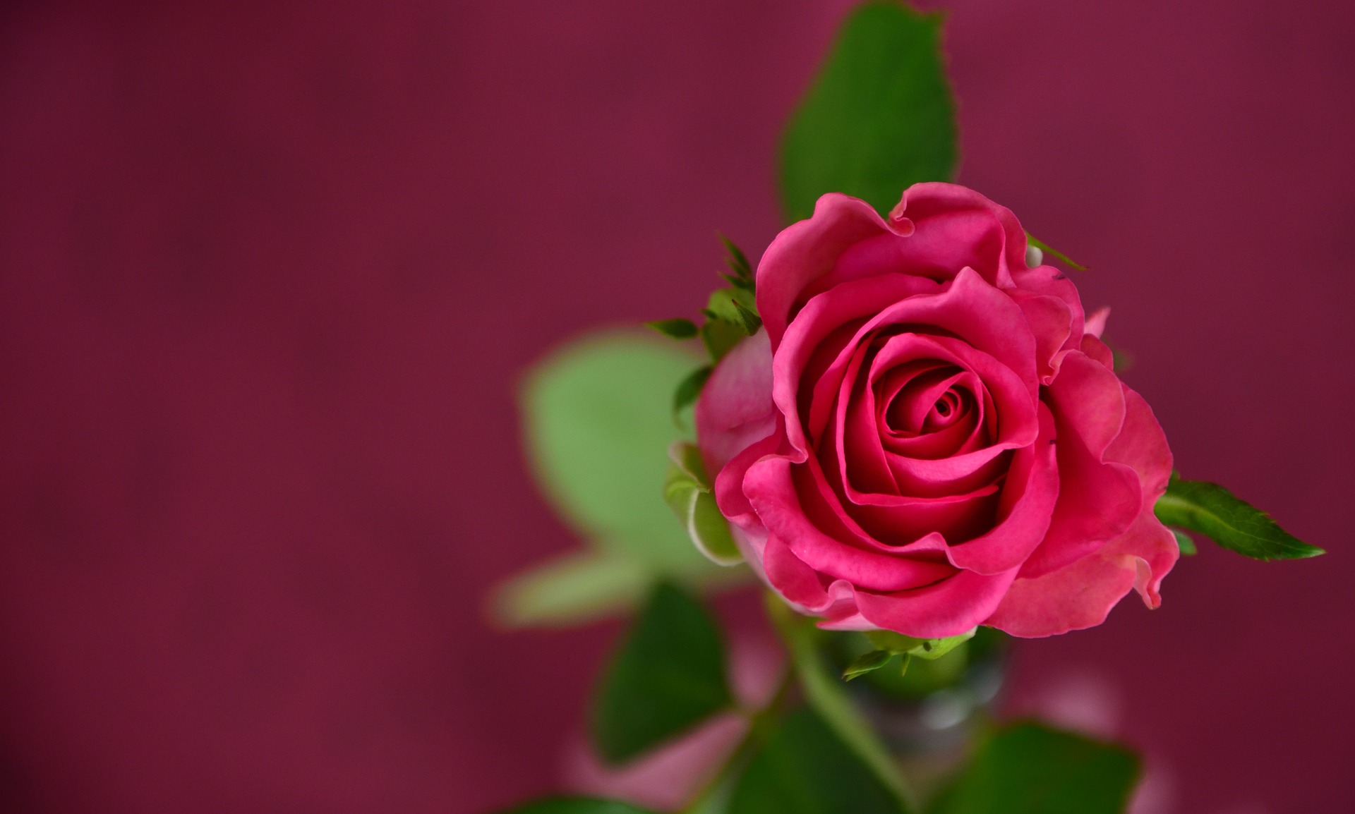Valkeakosken ammattiopisto, VAAO. Kuvassa on yksi vaaleanpunainen ruusu. Tausta on rubiininpunainen.