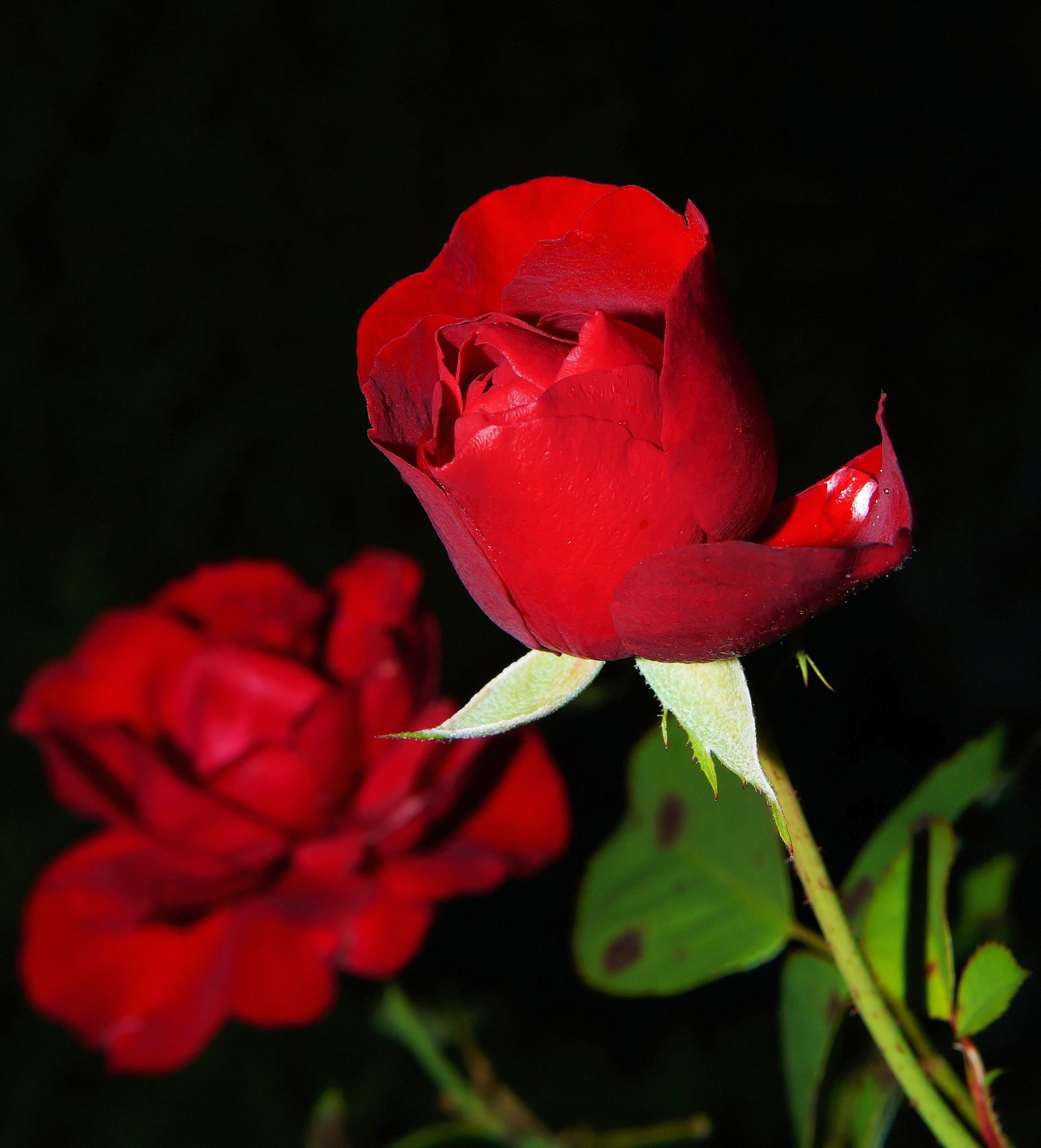 Valkeakosken ammattiopisto, VAAO. Kaksi tummanpunaista ruusua mustalla taustalla.