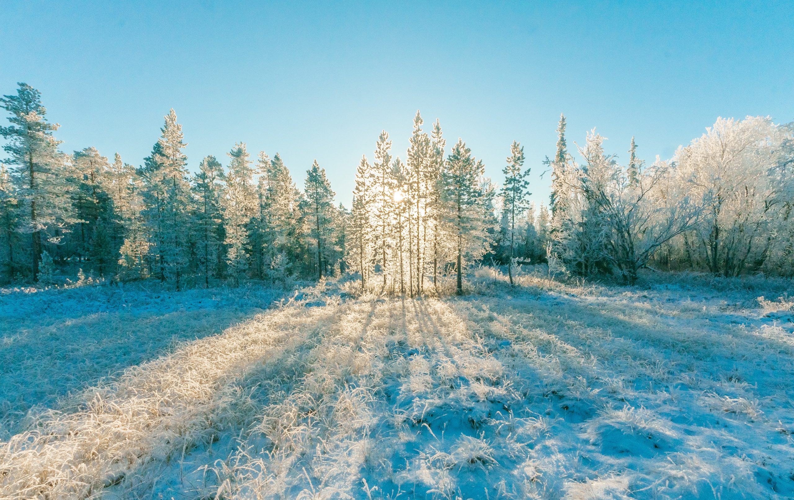 Valkeakosken ammattiopisto, VAAO. Talvinen maisema. Huurteisten puiden takaa kurkistaa aurinko.